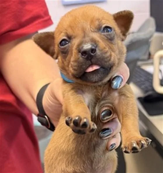 A baby small-sized male Mixed Breed dog named Ham And Provolone for adoption in Jacksonville, FL