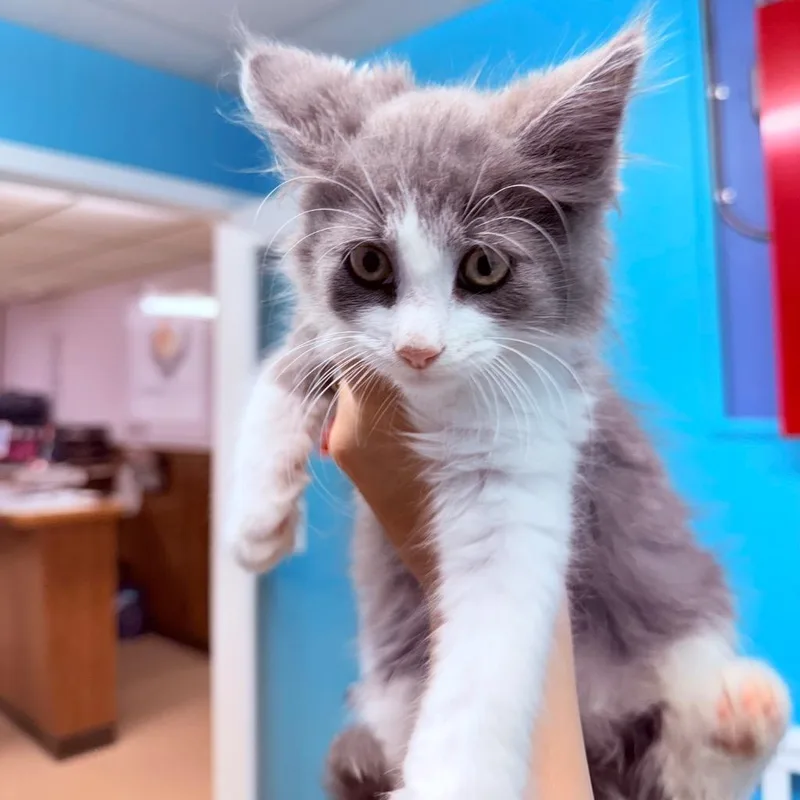 A baby small-sized male Domestic Long Hair cat named Timber for adoption in Utica, MI