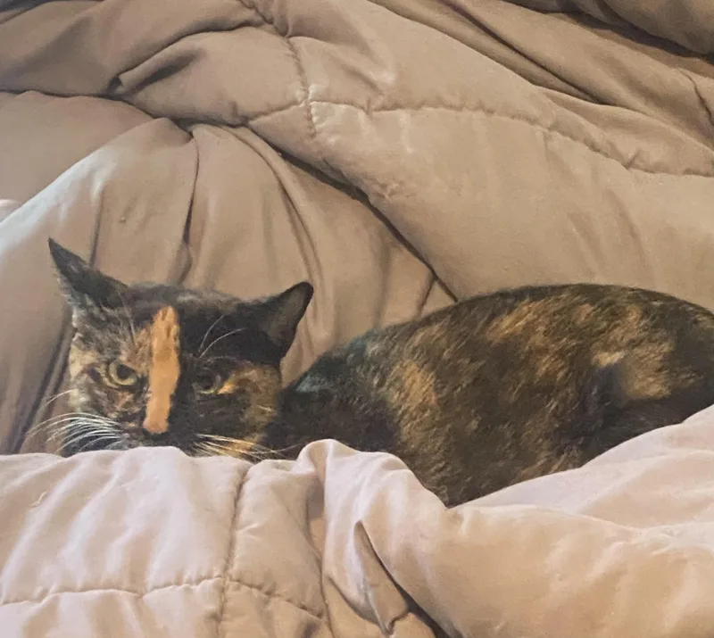 A baby medium-sized female Domestic Short Hair cat named Betsy for adoption in Pinson, AL