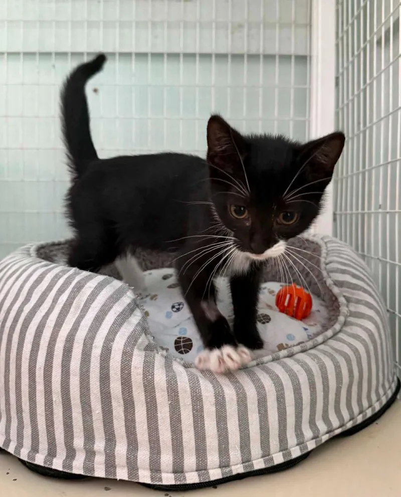 A baby medium-sized female Domestic Short Hair cat named Jade for adoption in Kingsland, GA