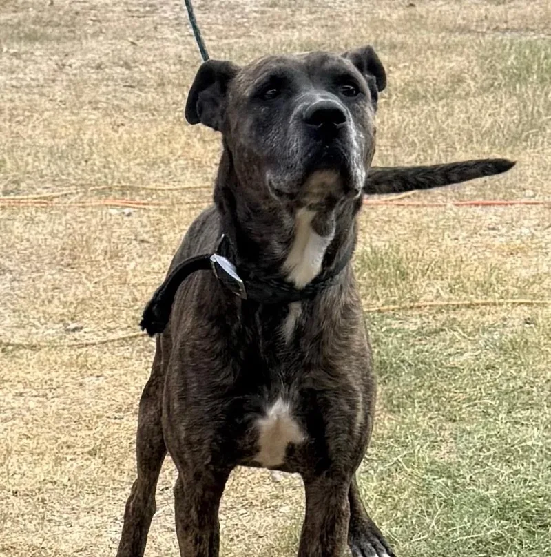 An adult medium-sized male Labrador Retriever dog named Jack Harlow for adoption in Longview, TX