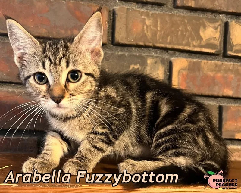 A baby medium-sized female Domestic Short Hair cat named Arabella Fuzzybottom for adoption in Douglasville, GA