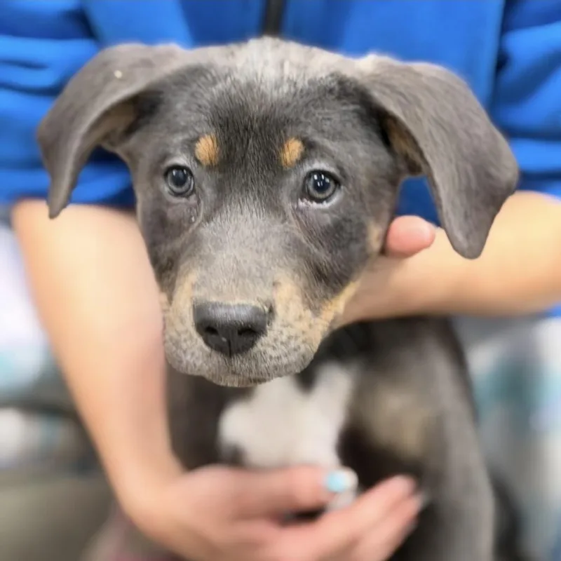 A baby medium-sized female Gray / Blue / Silver Mixed Breed dog named Lola for adoption in Midland, TX