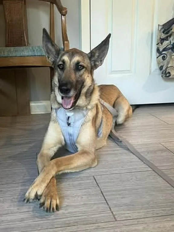 An adult large-sized female Yellow / Tan / Blond / Fawn German Shepherd Dog dog named Willow for adoption in Greeneville, TN