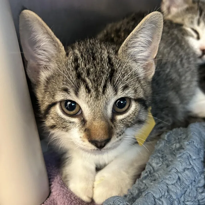 A baby small-sized male Brown / Chocolate Domestic Short Hair cat named Goofy Goober for adoption in Springfield, MA