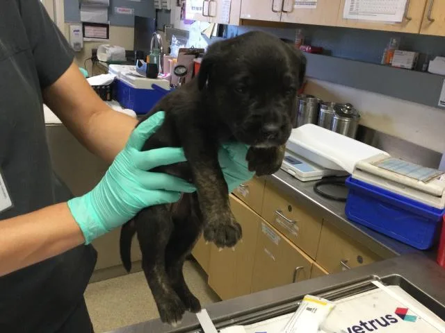 A baby small-sized female German Shepherd Dog dog named French Fry for adoption in Riverside, CA