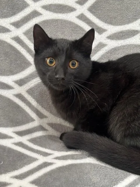 A baby small-sized male Domestic Short Hair cat named Lynx for adoption in Warrenton, NC