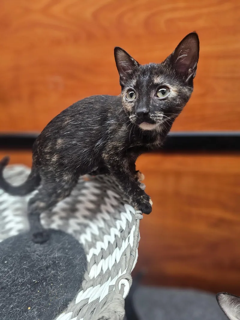 Henrietta