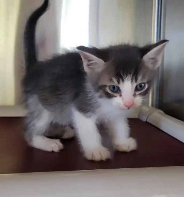 A baby small-sized male Domestic Short Hair cat named Ziggy for adoption in Kennewick, WA
