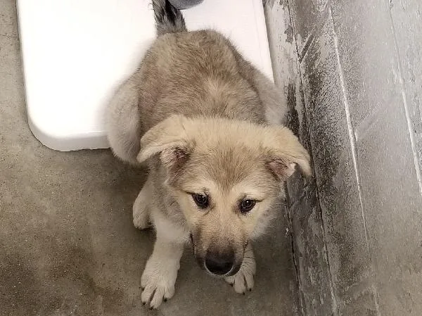 Shiloh