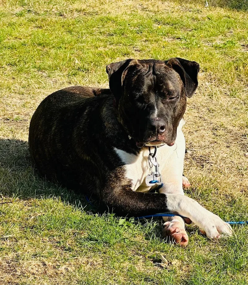 An adult large-sized male Pit Bull Terrier dog named Fletch for adoption in Ventura, CA