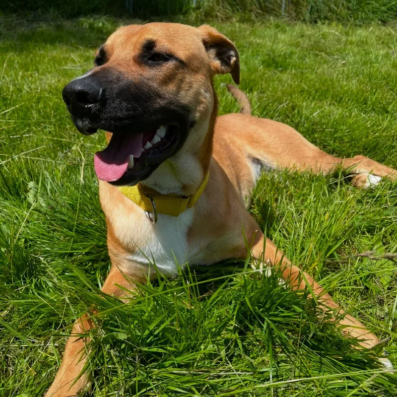 A young large-sized male Yellow / Tan / Blond / Fawn German Shepherd Dog dog named Blaze for adoption in Port Angeles, WA