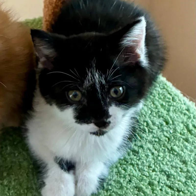 A baby medium-sized female Domestic Short Hair cat named Anise for adoption in Gastonia, NC