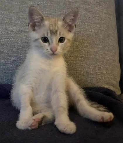 Suki