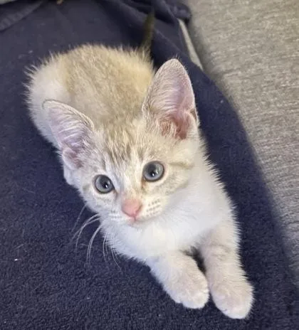 Suki thumbnail 2