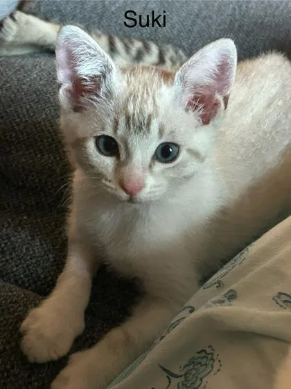 Suki thumbnail 3