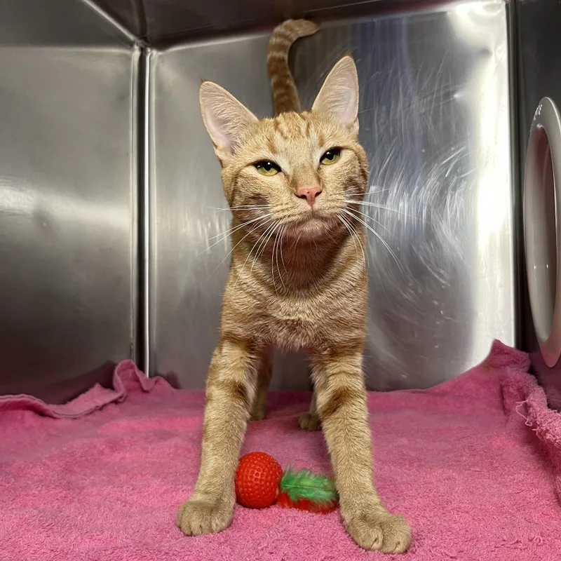 An adult medium-sized female Orange / Red Domestic Short Hair cat named Sweet Potato for adoption in Palm Springs, CA