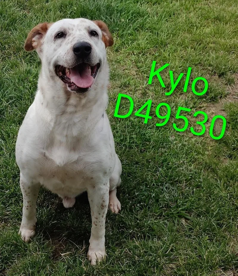 A young medium-sized male Catahoula Leopard Dog dog named Kylo for adoption in Clarksville, TN