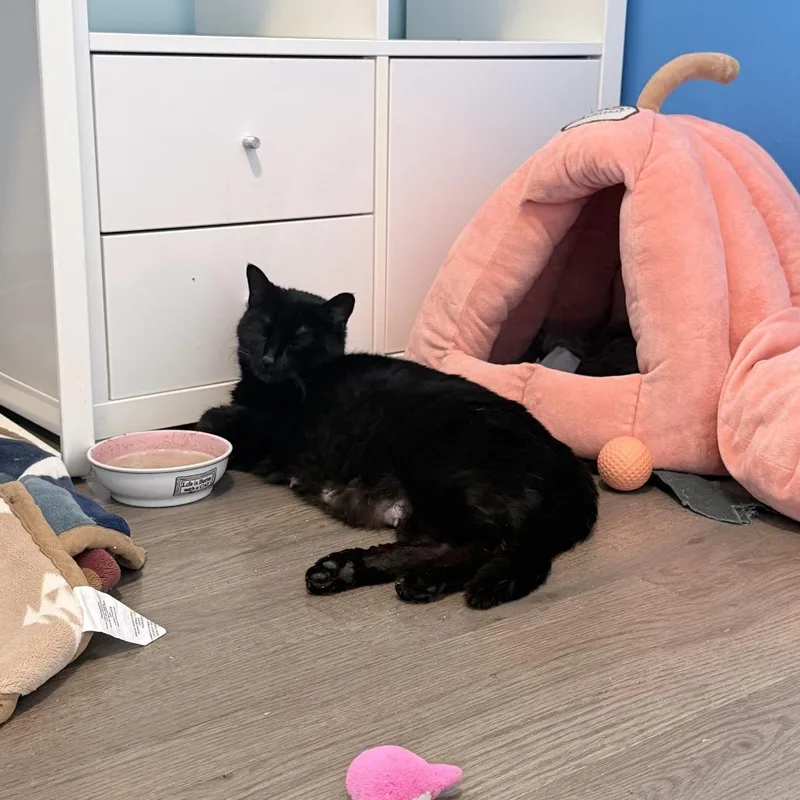 An adult small-sized female Black American Shorthair cat named Mrs. Van Pelt for adoption in Brooklyn, NY