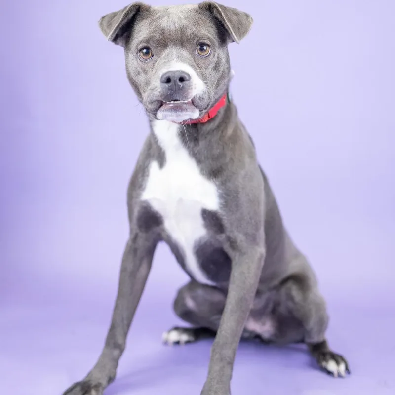An adult medium-sized female Gray / Blue / Silver Pit Bull Terrier dog named Cece for adoption in Portland, OR