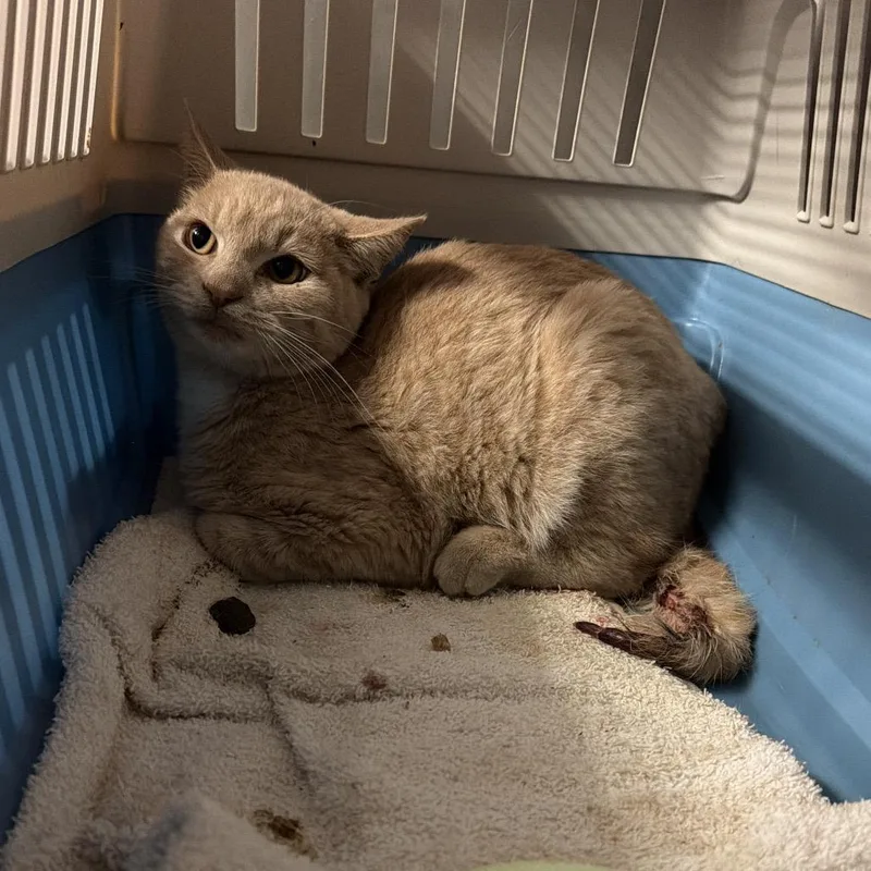 A young medium-sized male Buff / Tan / Fawn Domestic Short Hair cat named Toby for adoption in Port Charlotte, FL