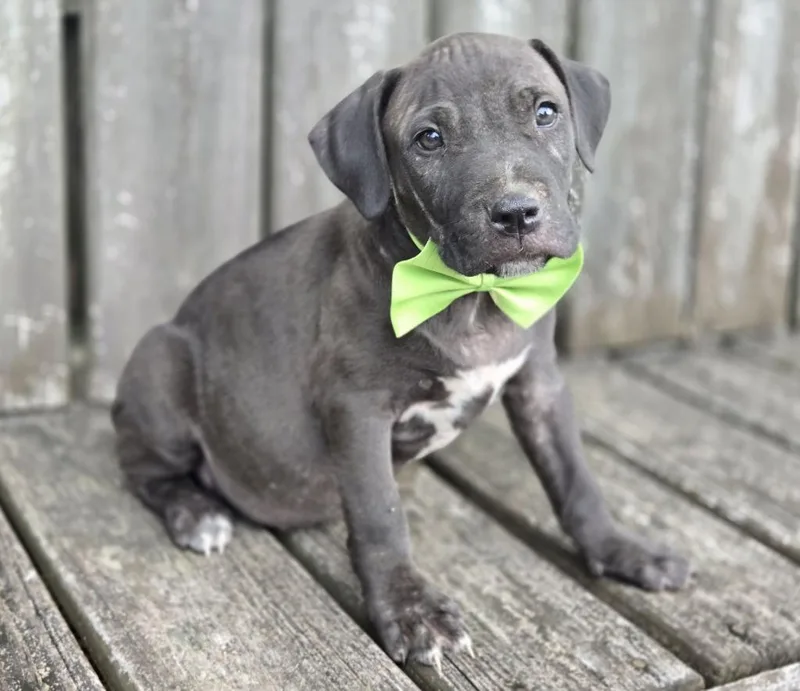 A baby medium-sized male Affenpinscher dog named Domino for adoption in Hartsville, SC