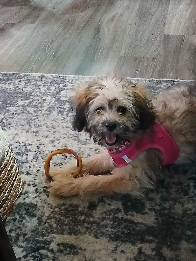 A baby small-sized female White / Cream Shih Tzu dog named Palusa for adoption in Dallas, TX