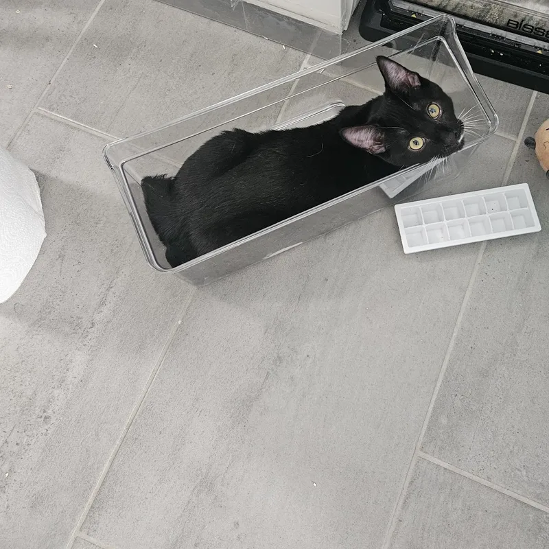 A baby small-sized male Black & White / Tuxedo Domestic Short Hair cat named Wrigley for adoption in Fairfax Station, VA