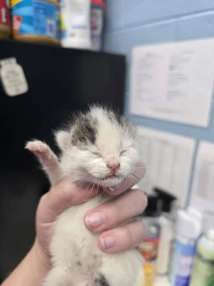 A baby small-sized female Domestic Short Hair cat named Josette Patricia for adoption in Evansville, IN