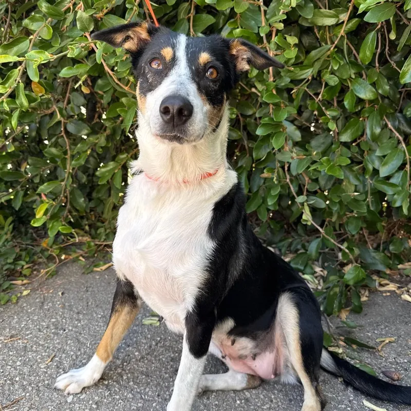 An adult medium-sized female White / Cream Australian Shepherd dog named Gracie for adoption in Santa Barbara, CA