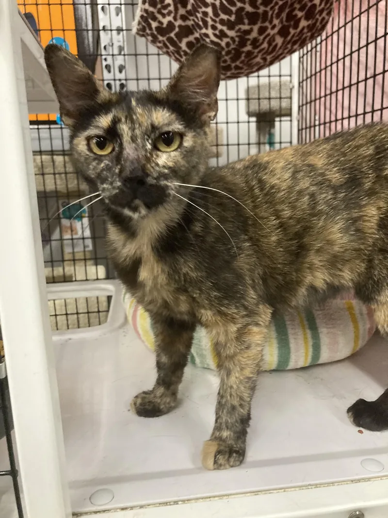 An adult medium-sized female Tortoiseshell cat named Shoshana  Kuykendahl Petsmart for adoption in Spring, TX