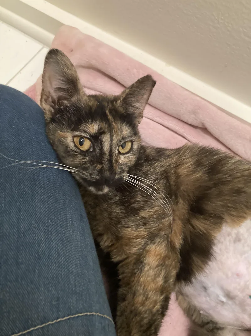 Shoshana  Kuykendahl Petsmart thumbnail 3