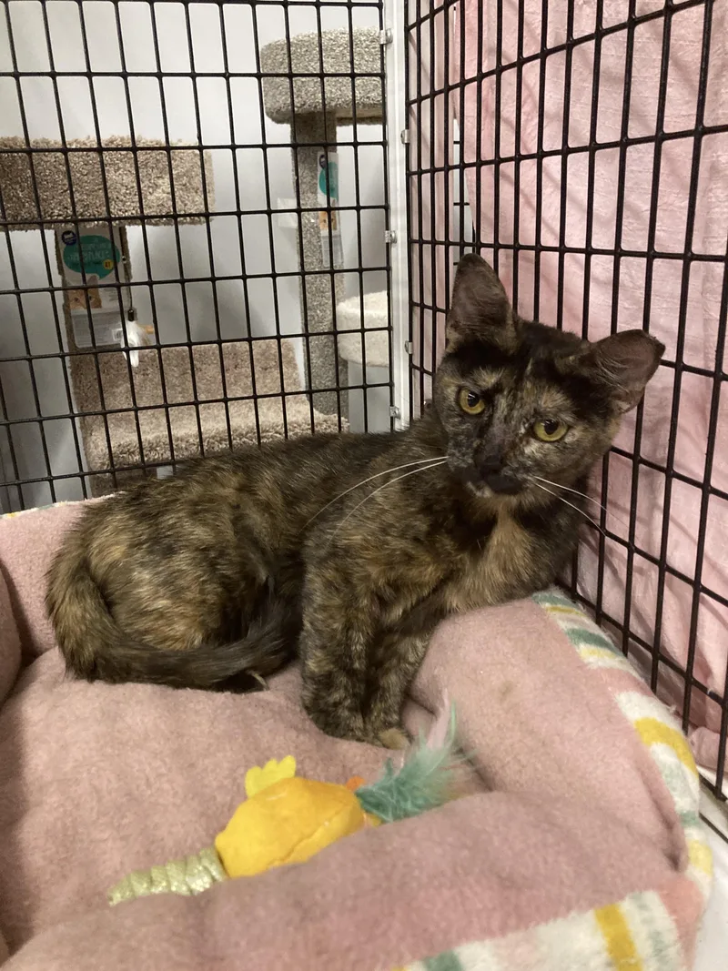 Shoshana  Kuykendahl Petsmart thumbnail 4