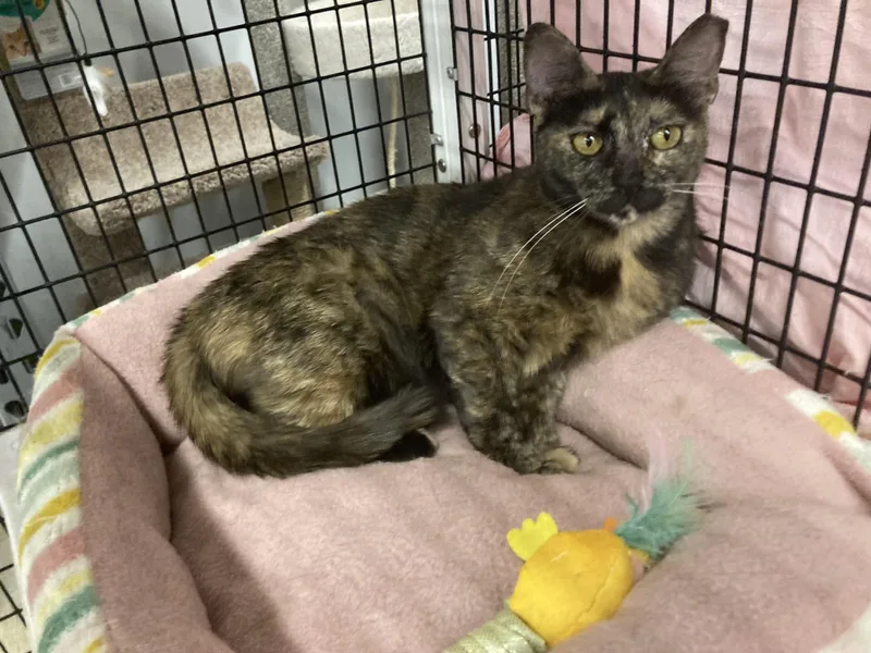 Shoshana  Kuykendahl Petsmart thumbnail 5