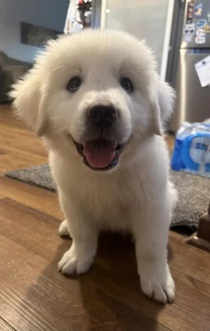 Dawn thumbnail 2