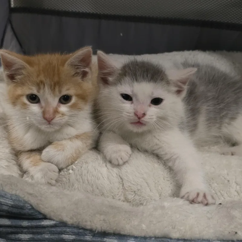 A baby medium-sized male Orange & White Domestic Short Hair cat named Corey for adoption in Moriches, NY