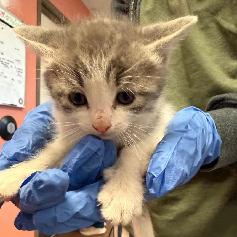 A baby small-sized female Gray / Blue / Silver Domestic Short Hair cat named Barbara for adoption in Flagstaff, AZ
