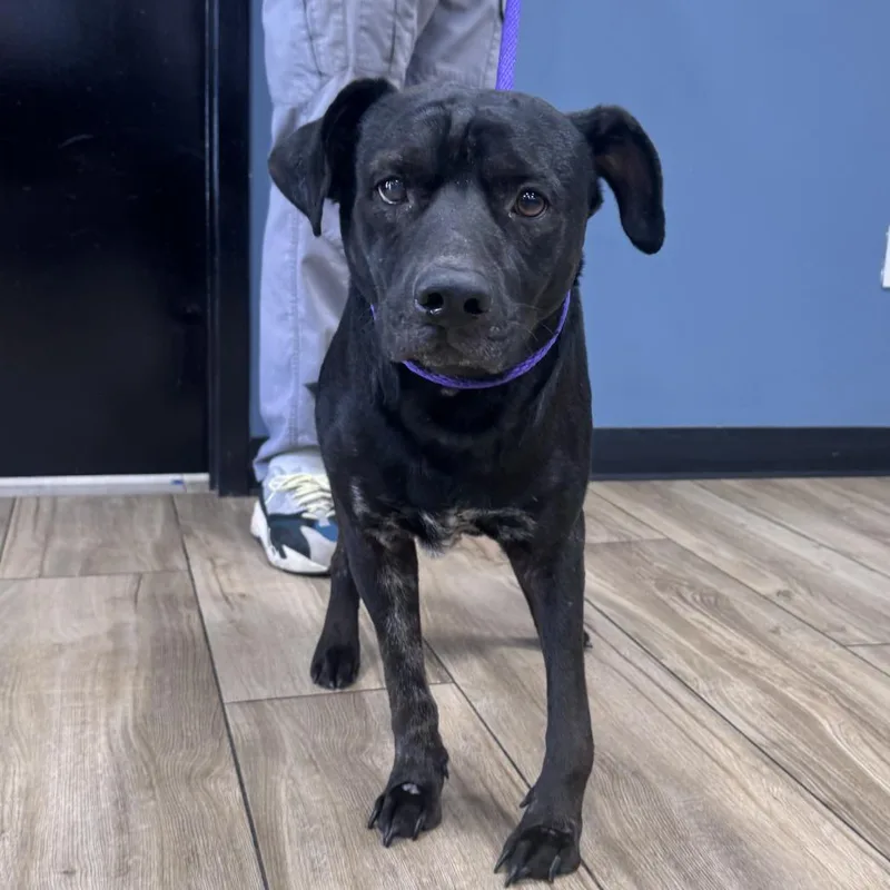 A baby medium-sized male Black Mixed Breed dog named Jethro for adoption in Newark, NJ