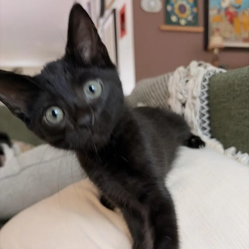 Eugenia thumbnail 3