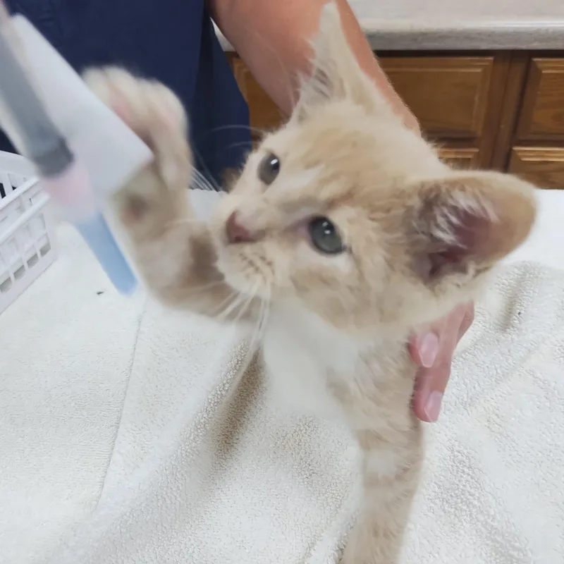 A young medium-sized male Buff & White Domestic Short Hair cat named Stewie for adoption in Norcross, GA