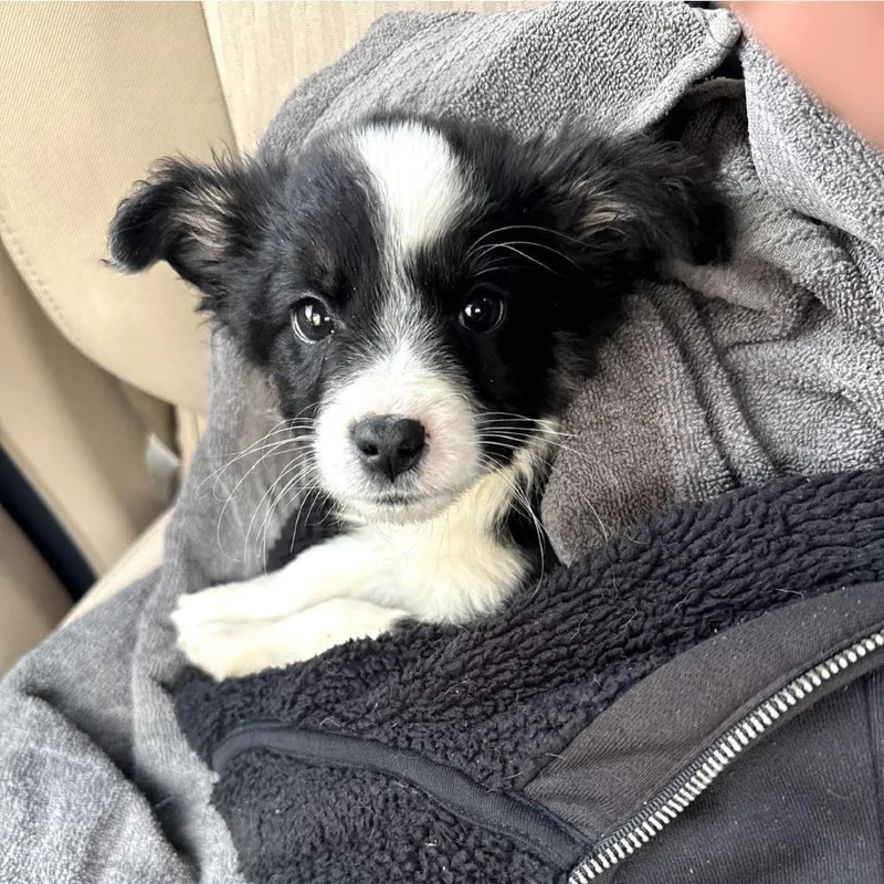 A baby medium-sized male White / Cream Australian Shepherd dog named Cutter for adoption in Myrtle Beach, SC