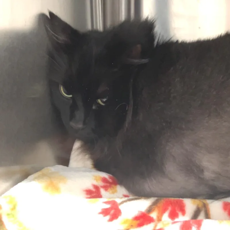 An adult extra large-sized male Black Domestic Long Hair cat named Niklaus for adoption in Fairmont, WV