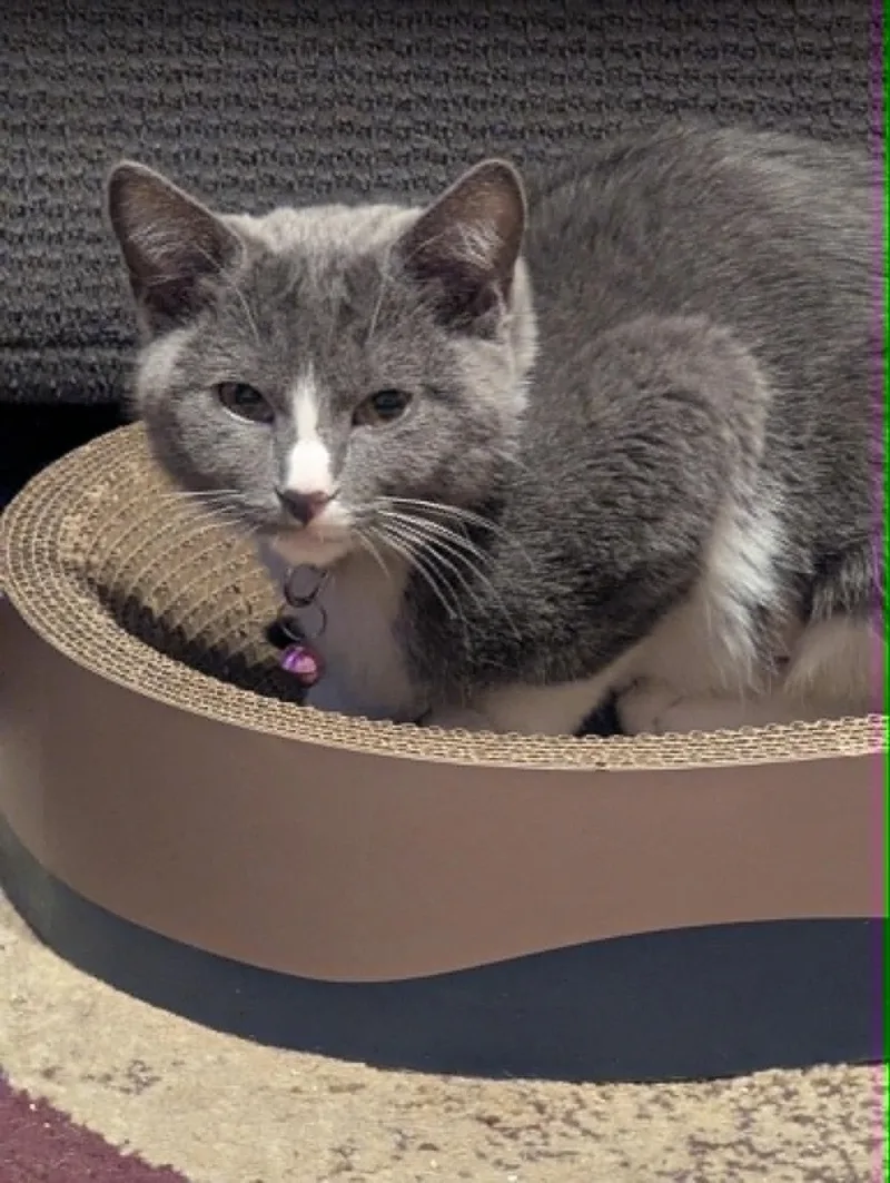 A baby medium-sized female Gray & White Domestic Short Hair cat named Snowball for adoption in Overland Park, KS