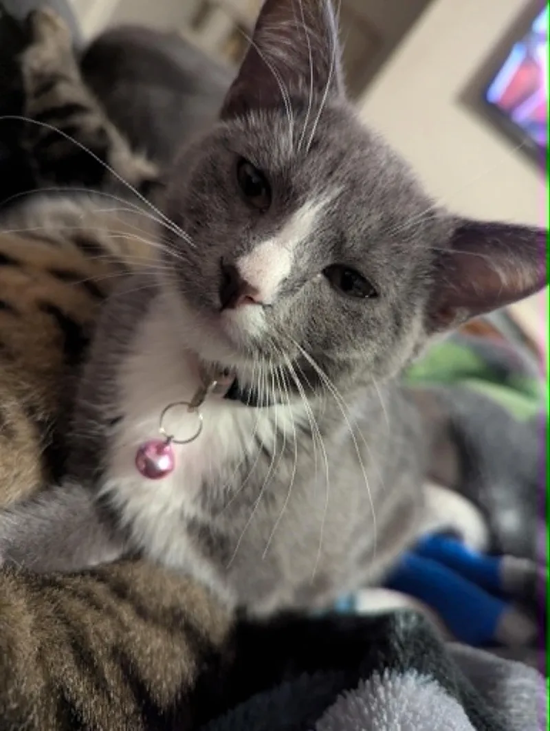 Snowball thumbnail 2