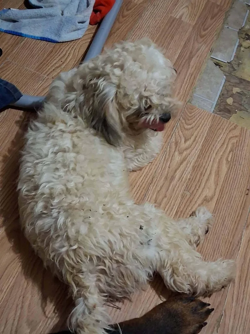 A baby small-sized male Poodle dog named Olaf for adoption in Gainesville, VA