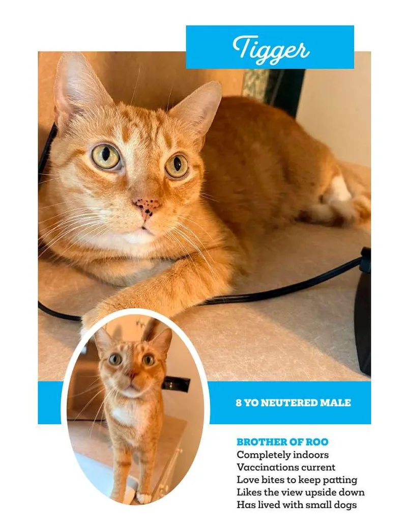 An adult medium-sized male Orange / Red Domestic Short Hair cat named TiggerNEUTERED MALE for adoption in Franklin, TN