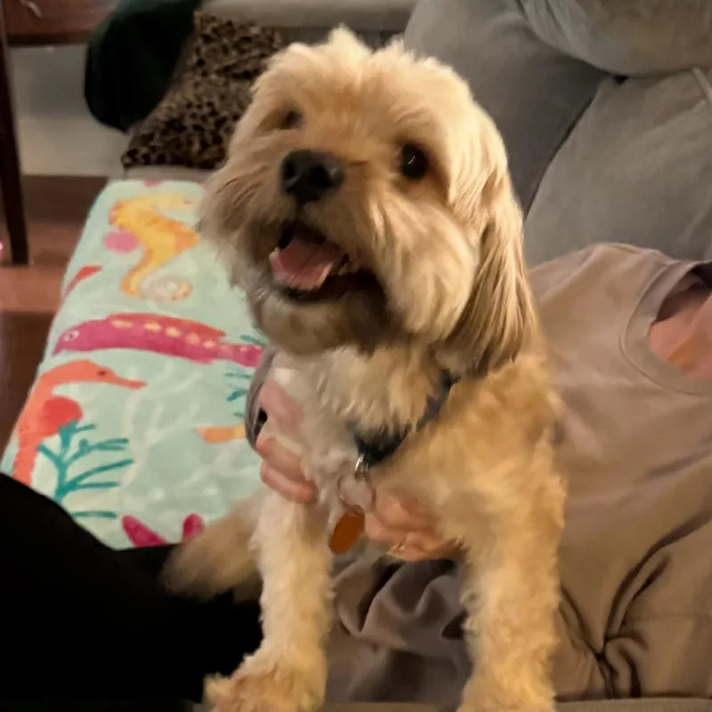 An adult small-sized male Yellow / Tan / Blond / Fawn Cocker Spaniel dog named Courtesy Listing  Doug for adoption in Tuscaloosa, AL