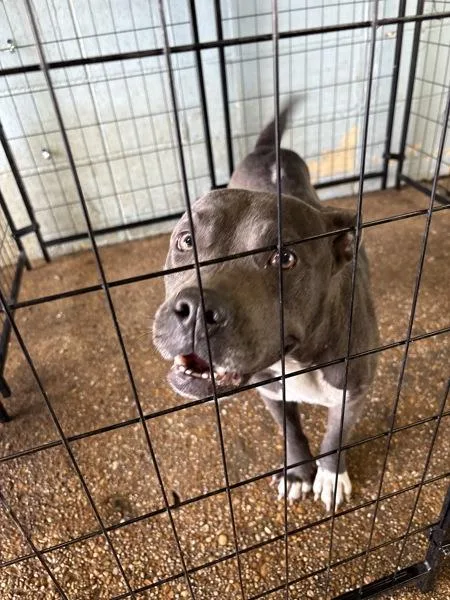 An adult large-sized female Pit Bull Terrier dog named Lucille for adoption in Mobile, AL