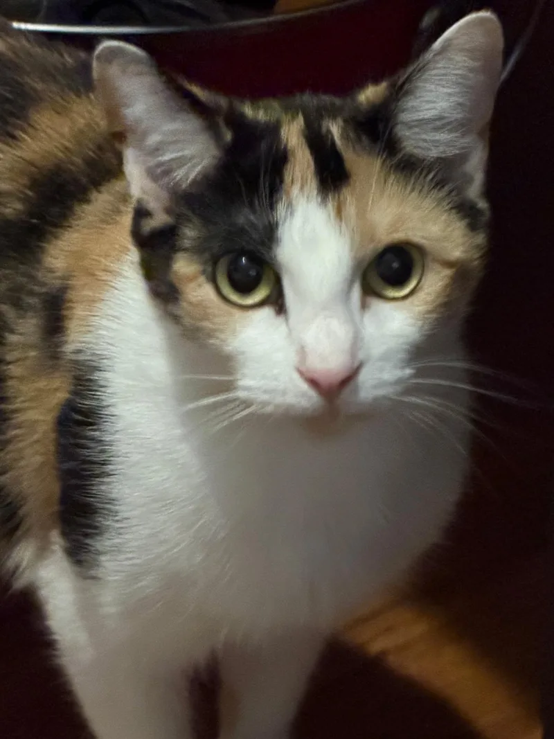 An adult medium-sized female Calico Domestic Short Hair cat named Scampi for adoption in Easley, SC