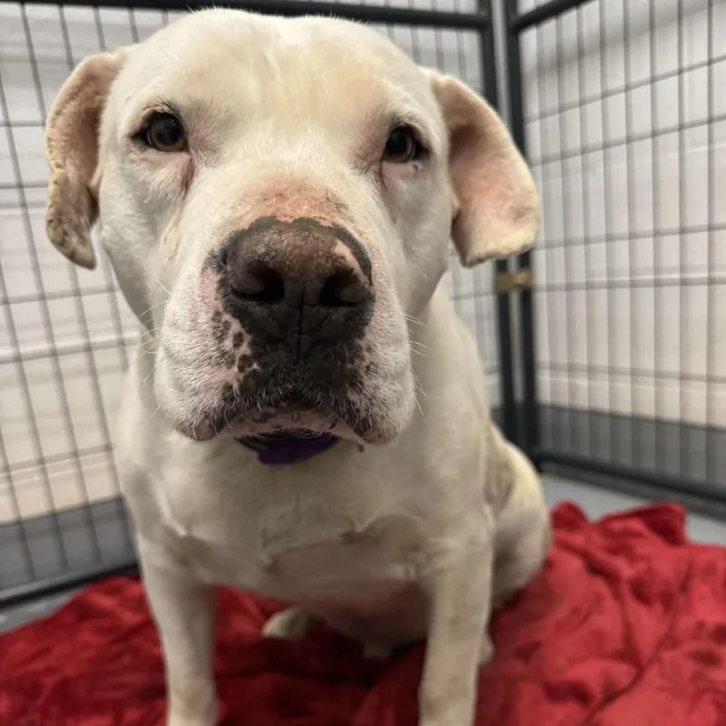 A senior large-sized male White / Cream Pit Bull Terrier dog named Bailey for adoption in Rocky Mount, VA